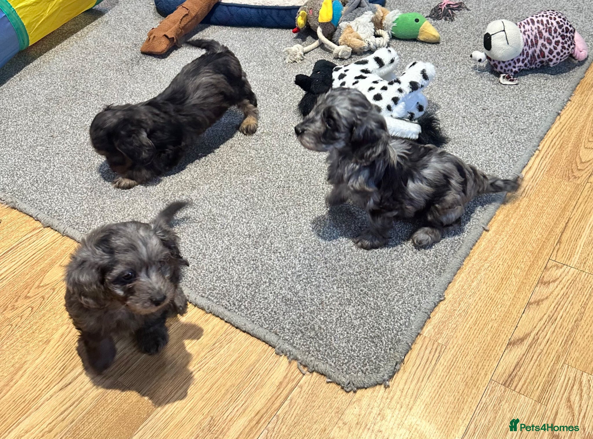Doxiepoo dogs for sale: Stunning dachshund/poodle pups - Advert 17