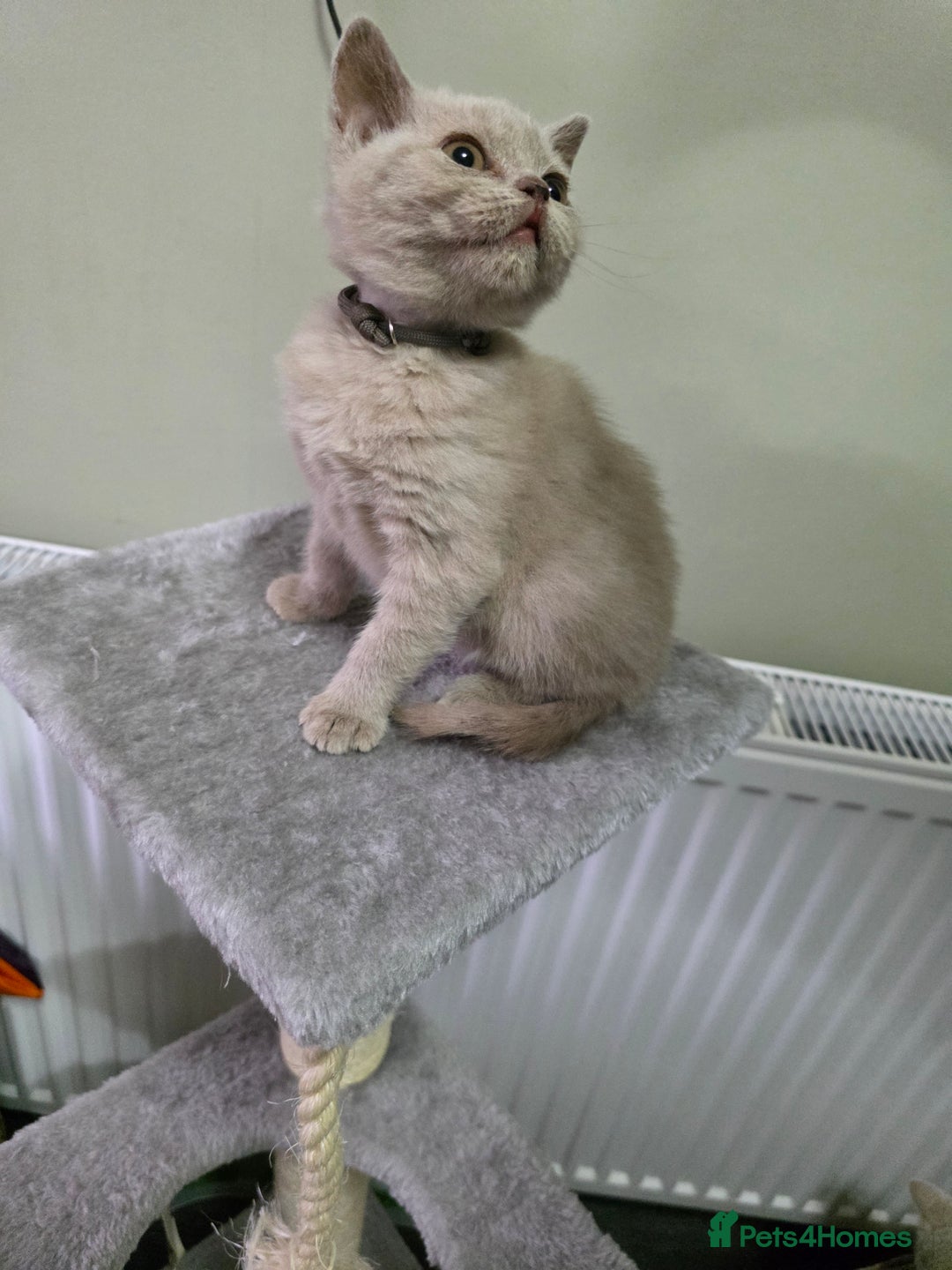 British Shorthair cats for sale: Beautiful British shorthair kittens - Image 29