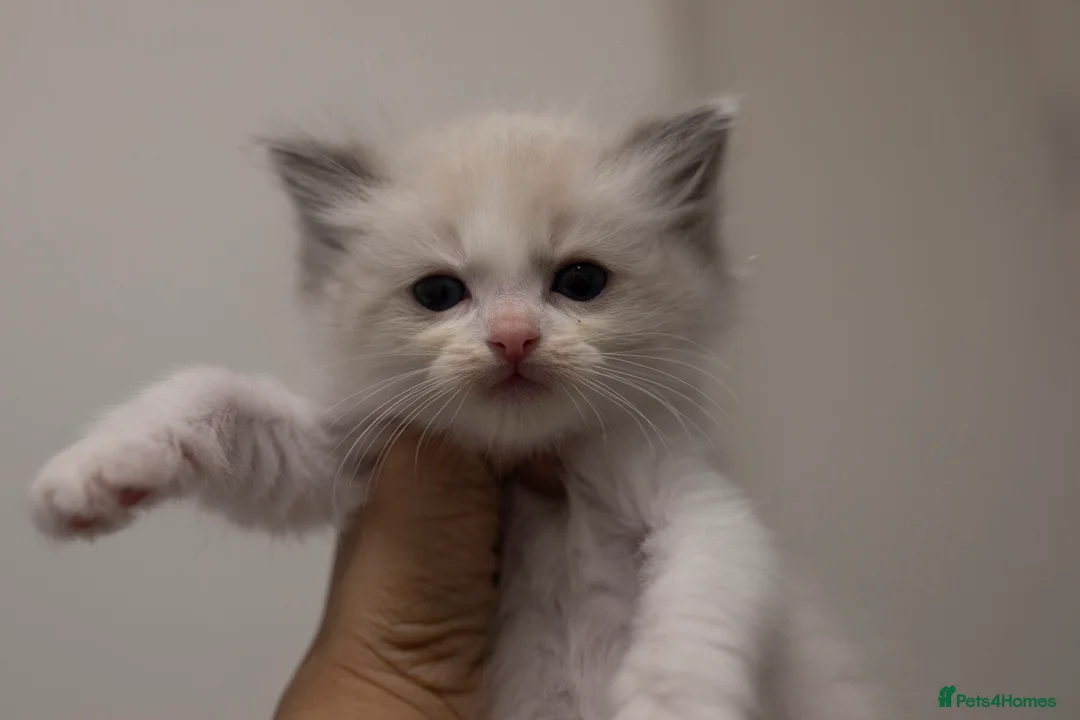 Ragdoll cats for sale: Ragdoll kittens bi color - Advert 17