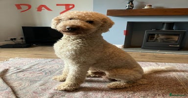 Labradoodle dogs - Advert 13