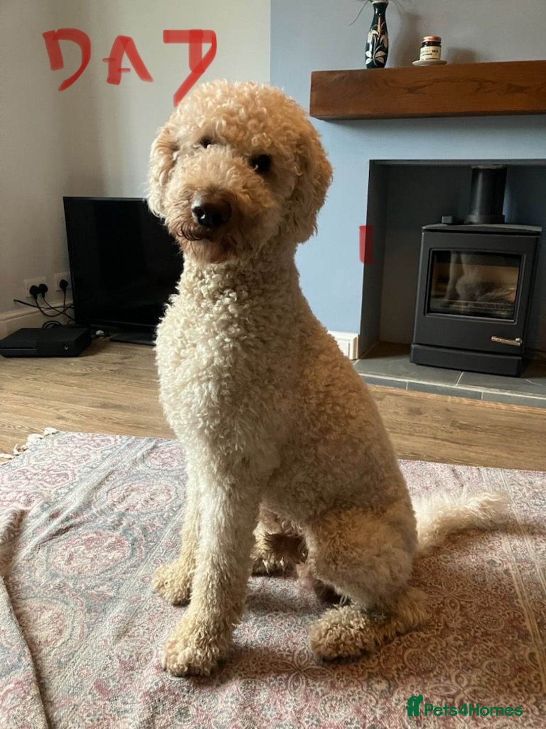 Labradoodle dogs for sale: Labradoodle Puppies 10 weeks 14 Nov 25 - Image 3