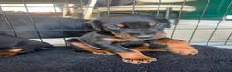 Dobermann dogs for sale: ABSOLUTELY STUNNING DOBERMAN PUPPIES FOR SALE in Boston - Advert 3