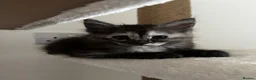 Maine Coon cats for sale: Beautiful Maine Coon Kittens - Advert 9