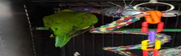 Lorikeets birds for sale: 2 x birds and cadge  - Advert 7