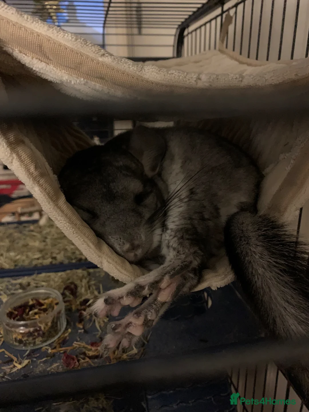 Chinchilla rodents for sale: Beautiful and friendly female Chinchilla   in Melton Mowbray - Advert 6