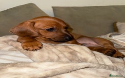 Miniature Dachshund dogs for sale: Miniature dachshund pups  - Image 6