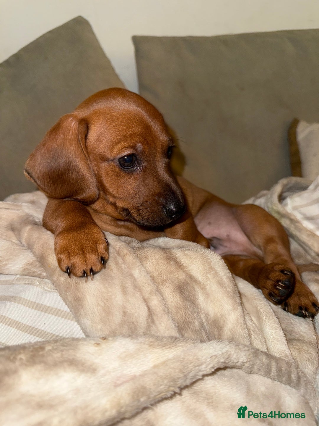 Miniature Dachshund dogs for sale: Miniature dachshund pups  - Image 6