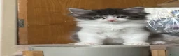 Mixed Breed cats for sale: Cross breed Maine Coon Domestic long haired - Advert 1
