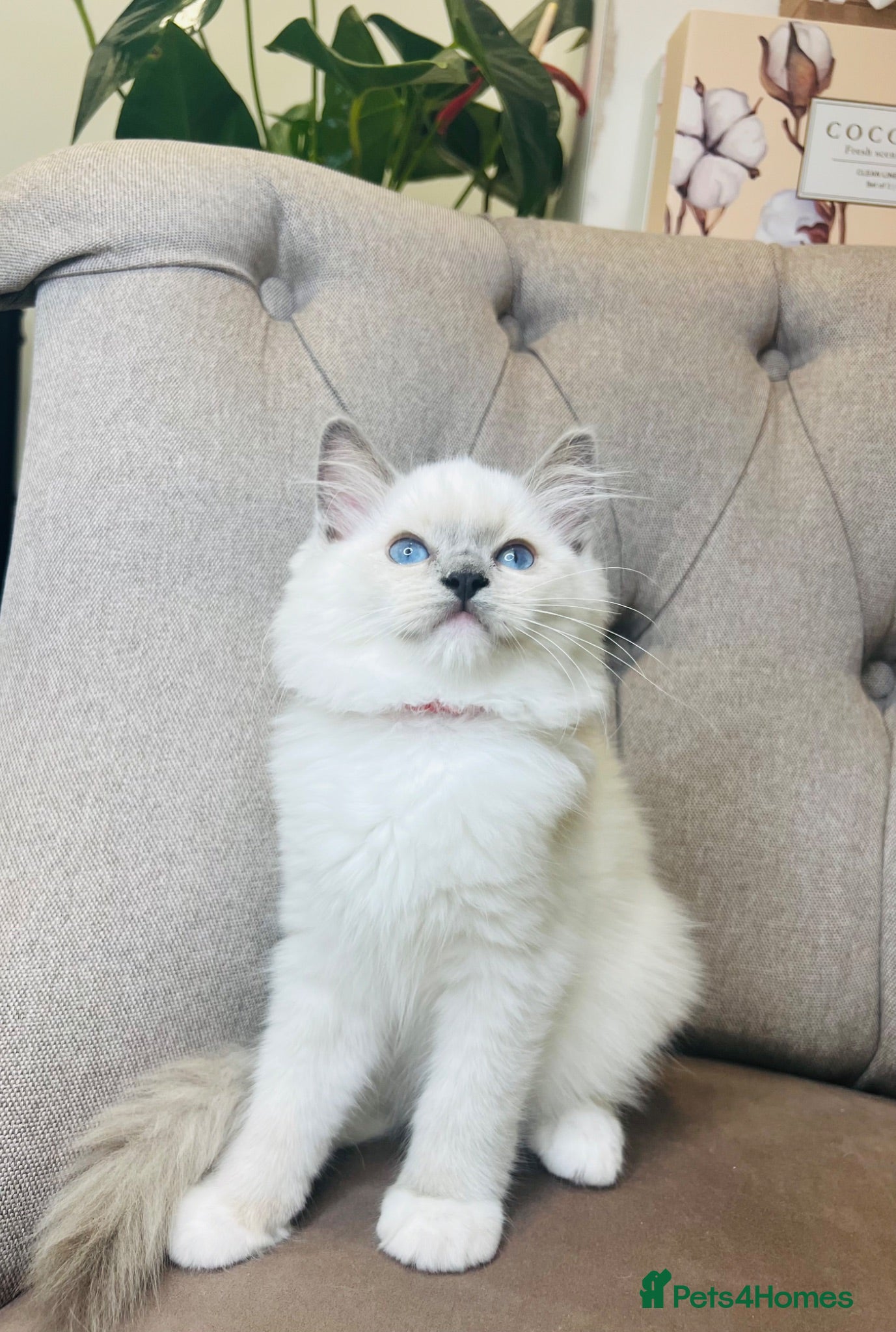 Ragdoll cats Ragdoll pure breed kittens!!! Ready to go 🏡 - Advert 2