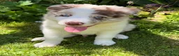 Border Collie dogs for sale: Litter of three striking Border Collie puppies  in Witney - Advert 38