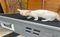 Persian cats for sale: Very cute kittens  - Image 8