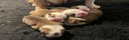 English Bulldog dogs for sale: 🏴󠁧󠁢󠁥󠁮󠁧󠁿 Best of British KC English Bulldogs in Ashington - Advert 29