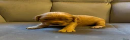 Cockapoo dogs for sale: 9 Gorgeous Cockapoo Puppies  - Advert 8