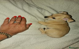 Chihuahua dogs for sale: Chihuahua puppie Small size - Image 8