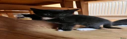 Mixed Breed cats for sale: 4 lovely kittens  - Advert 6