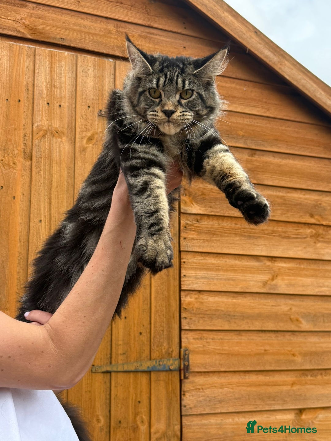 Maine Coon cats for sale: Female MCO - Image 12