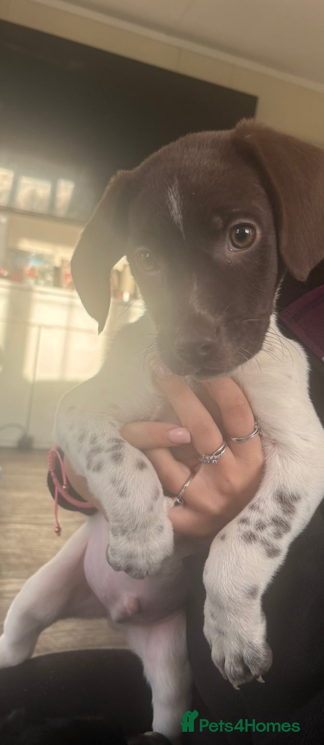 Mixed Breed dogs for sale: READY TO GO – Lab/Spaniel/Collie Mix Puppies - Image 3