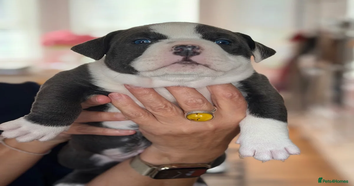 Pocket dog Puppies for sale | Pets4Homes