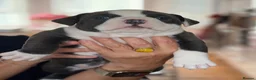 American Bully dogs for sale: Extreme ABKC pocket bullies, strong bloodlines! - Advert 1