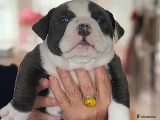 American Bully dogs ABKC pocket bullies, strong bloodlines! - Advert 1