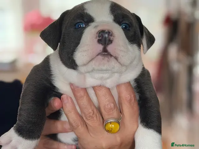 American Bully dogs ABKC pocket bullies, strong bloodlines! - Advert 1