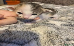 Oriental cats for sale:  GCCF Oriental Kittens For Sale - Image 8