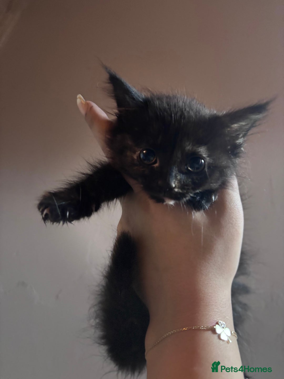Mixed Breed cats for sale: Kittens/cats in need of new homes  - Image 6