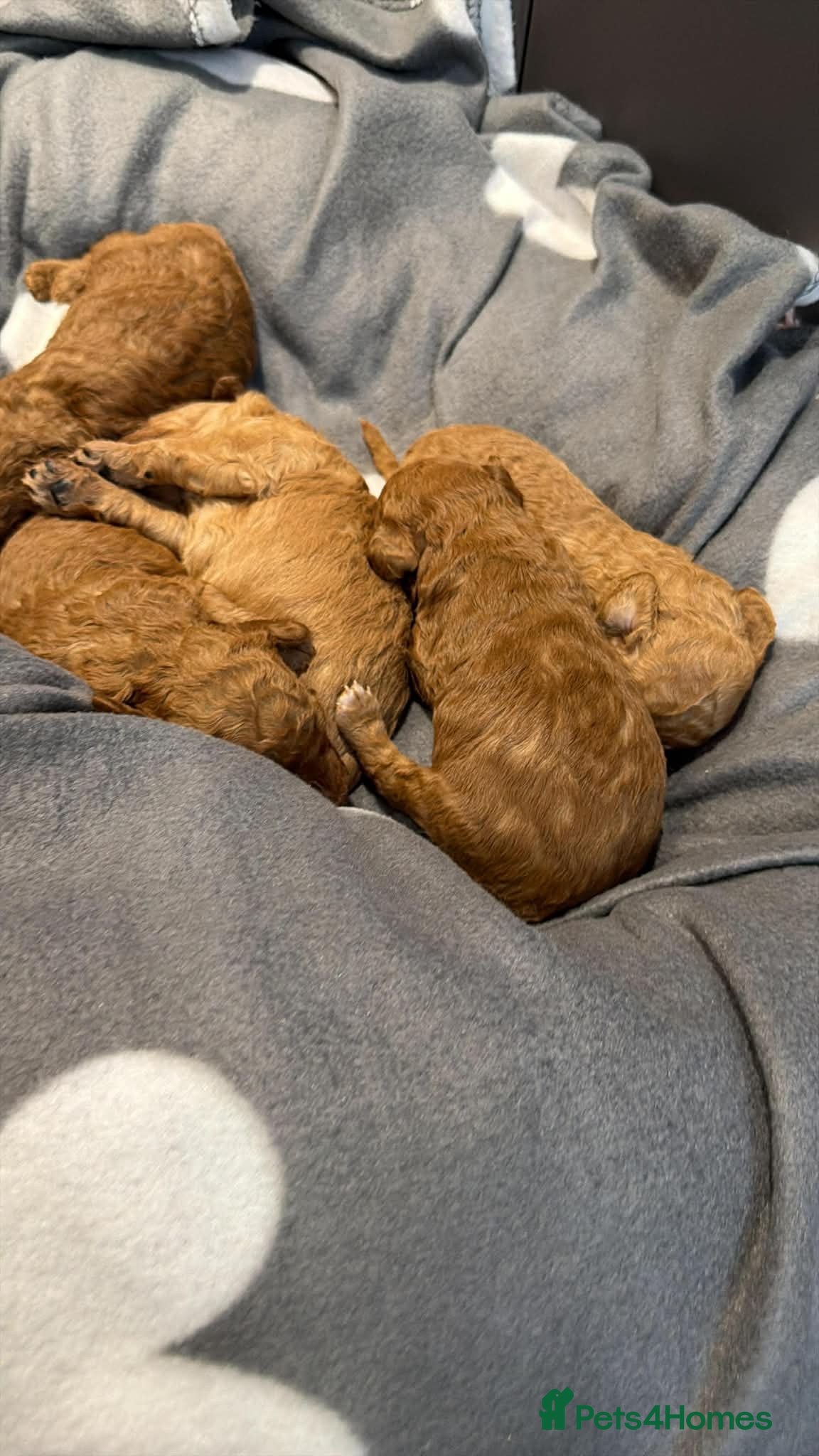 Miniature Poodle dogs Poodle Puppies  - Advert 1