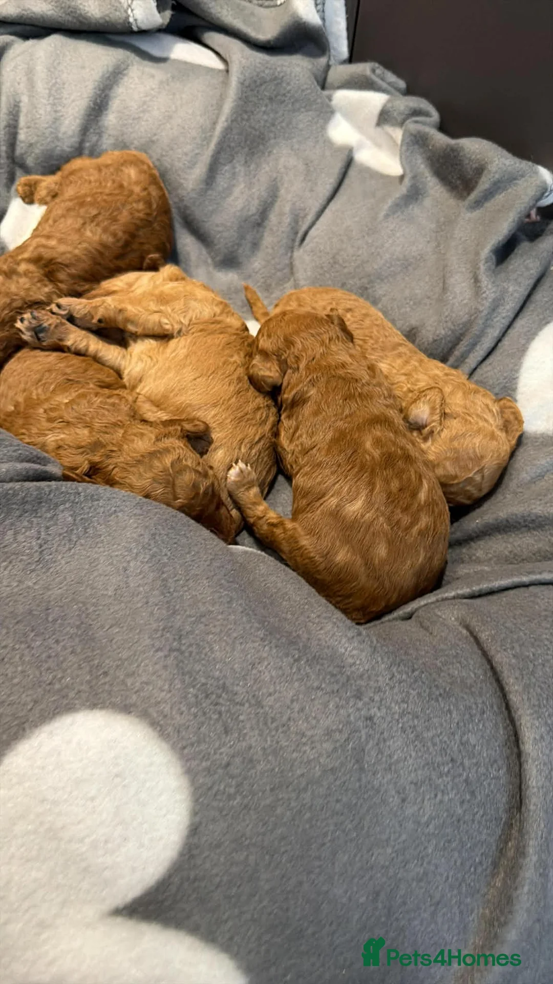 Miniature Poodle dogs for sale: Poodle Puppies  - Advert 1