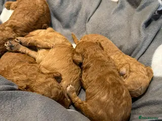 Miniature Poodle dogs Poodle Puppies - Advert 1