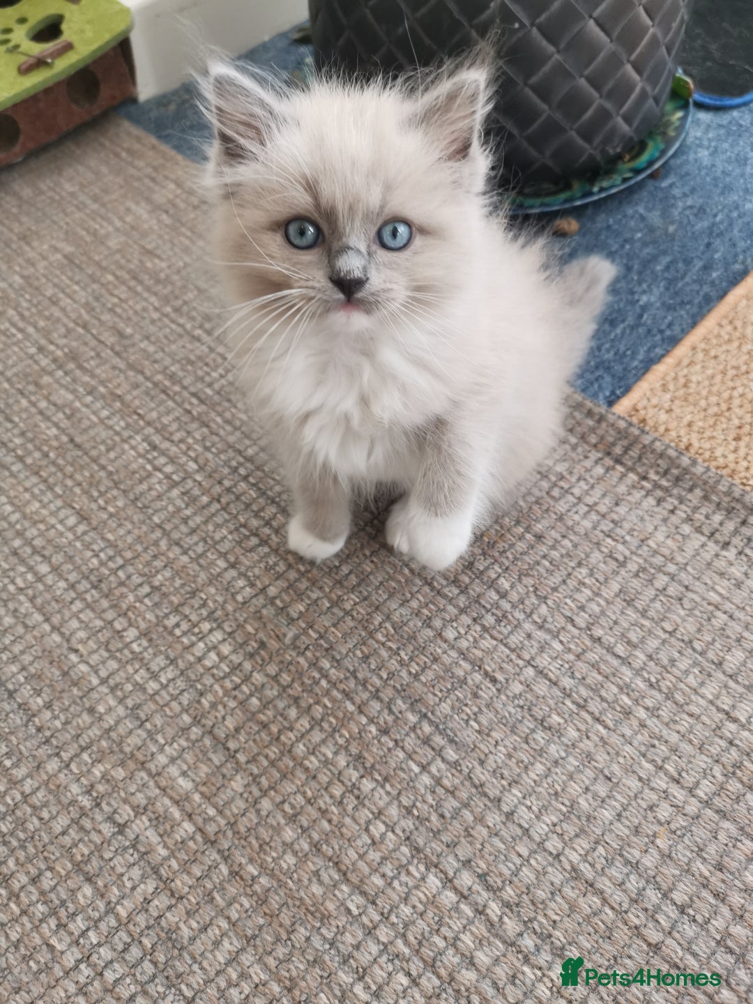 Ragdoll cats for sale: Stunning TICA Ragdoll Kittens - Mink, Sepia,  - Advert 3