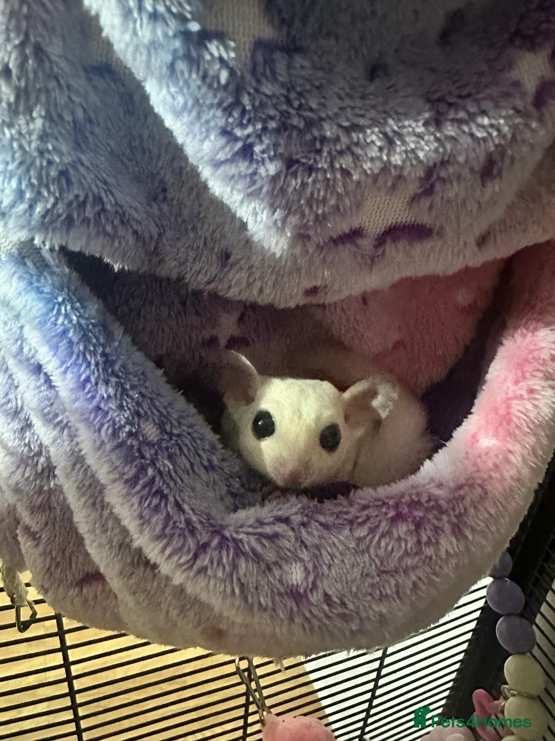 Sugar Glider rodents for sale: 2x female sugar gliders  - Advert 1