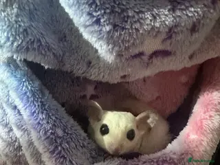 Sugar Glider rodents 2x female sugar gliders - Advert 1