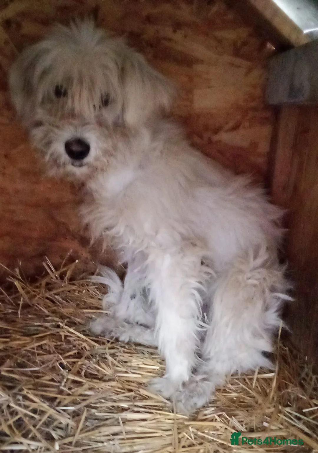 Mixed Breed dogs for adoption: ✨HIT BY A VEHICLE — LEFT FOR DEAD — CHOSE TO LIVE✨ - Advert 1