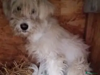 Mixed Breed dogs ✨HIT BY A VEHICLE — LEFT FOR DEAD — CHOSE TO LIVE✨ - Advert 1