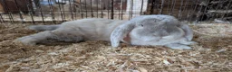 French Lop rabbits for sale: Purebred French Lop Buck  in Holt - Advert 1