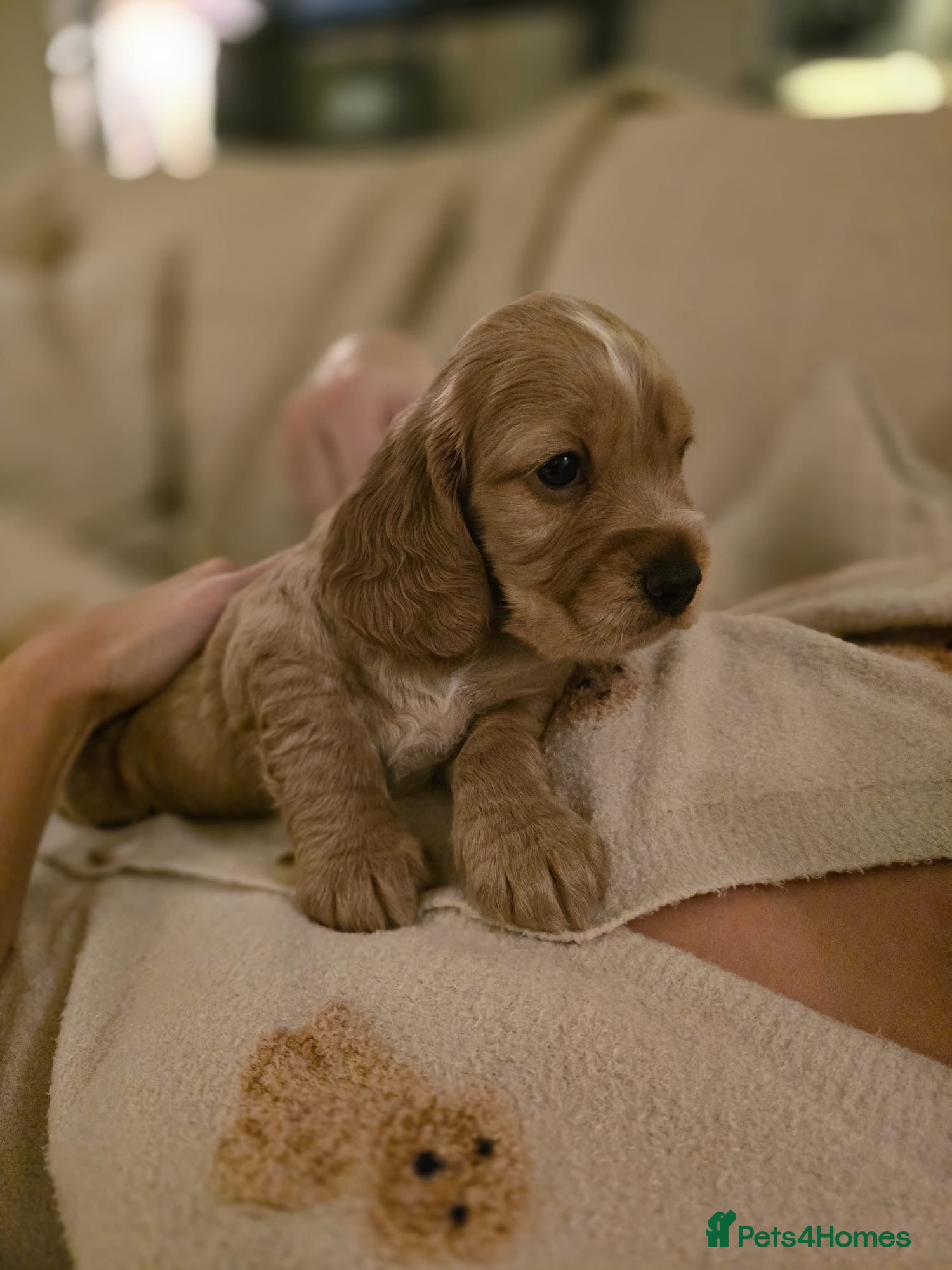 Cocker Spaniel dogs Last little boy show/working spaniel  - Advert 13