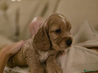 Cocker Spaniel dogs Last little boy show/working spaniel - Advert 18