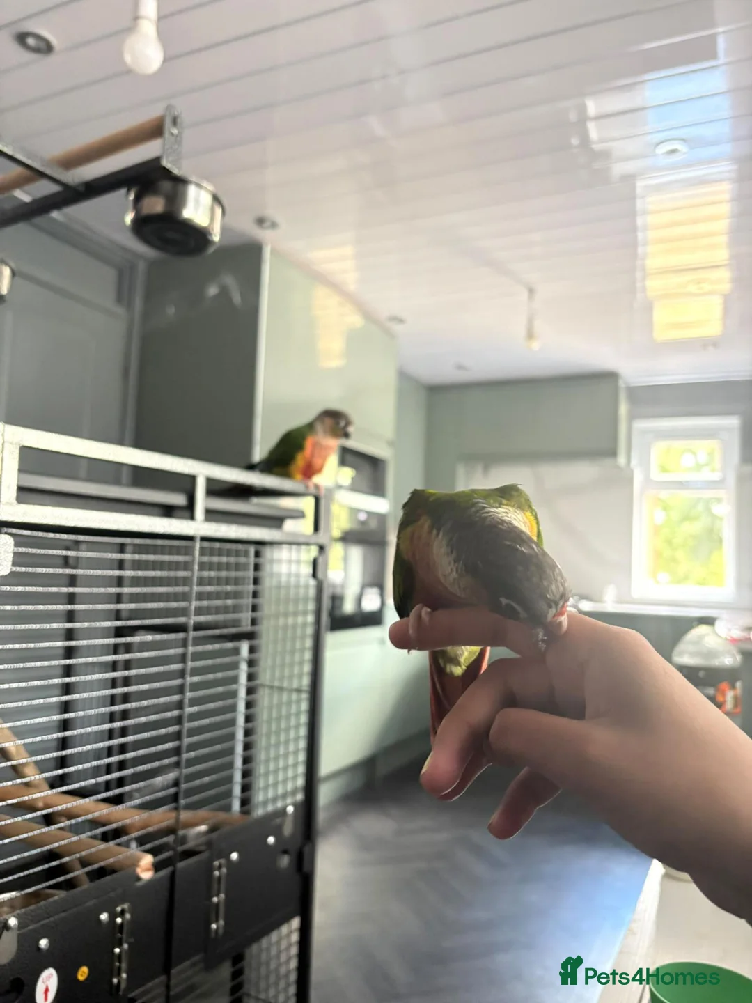 Conures birds for sale: Pair of young conures  - Advert 2