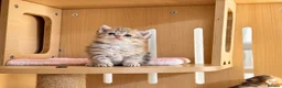 Selkirk Rex cats for sale: Beautiful Selkirk Rex Shorthair Kittens  - Advert 10