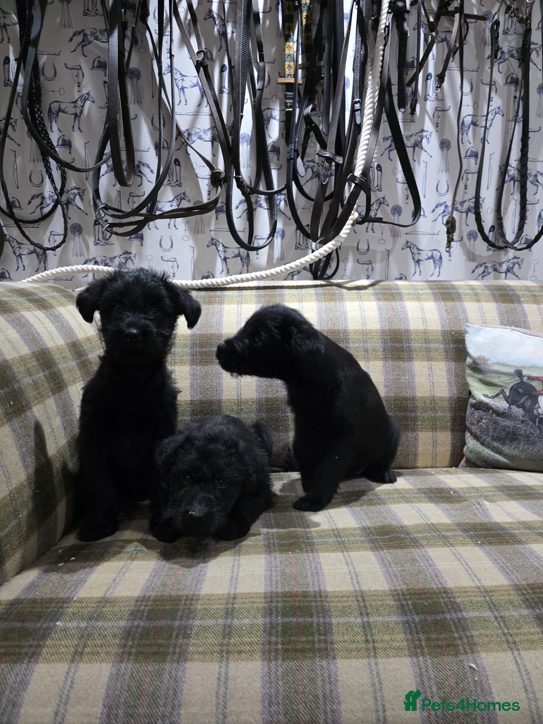 Labradoodle dogs for sale: Labradoodle puppies - Advert 8