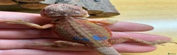 Bearded Dragon reptiles for sale: Stunning baby bearded dragons £100 ONO  - Advert 22