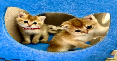 British Shorthair cats - Advert 12