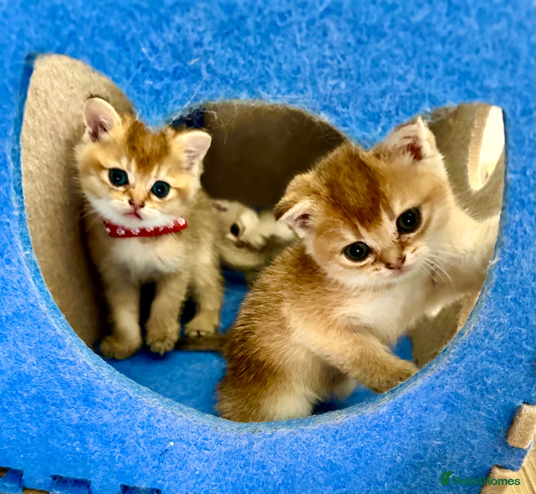 British Shorthair cats for sale: GCCF BSH fluffy kittens - Image 2