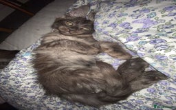Maine Coon cats for sale: Stunning championship Maine coon black smoke - Image 16