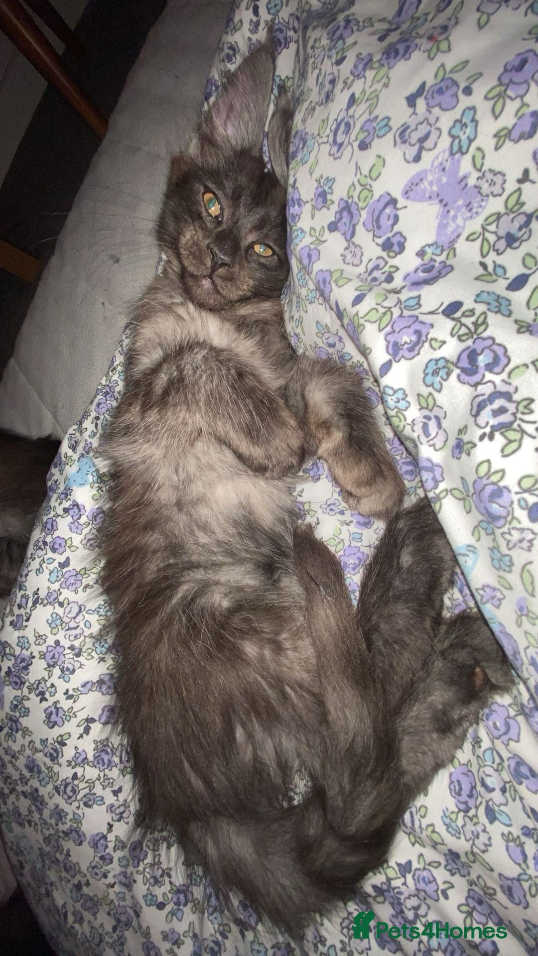 Maine Coon cats for sale: Stunning championship Maine coon black smoke - Image 16