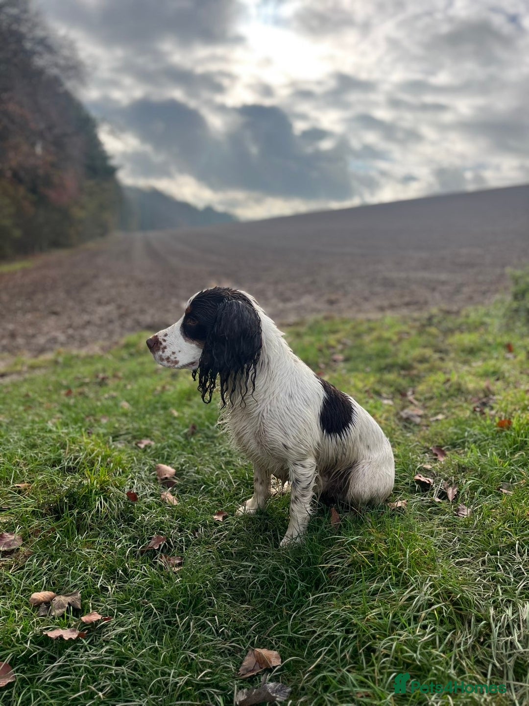 Cocker Spaniel dogs for stud: Tri coloured Working cocker spaniel for stud - Advert 3