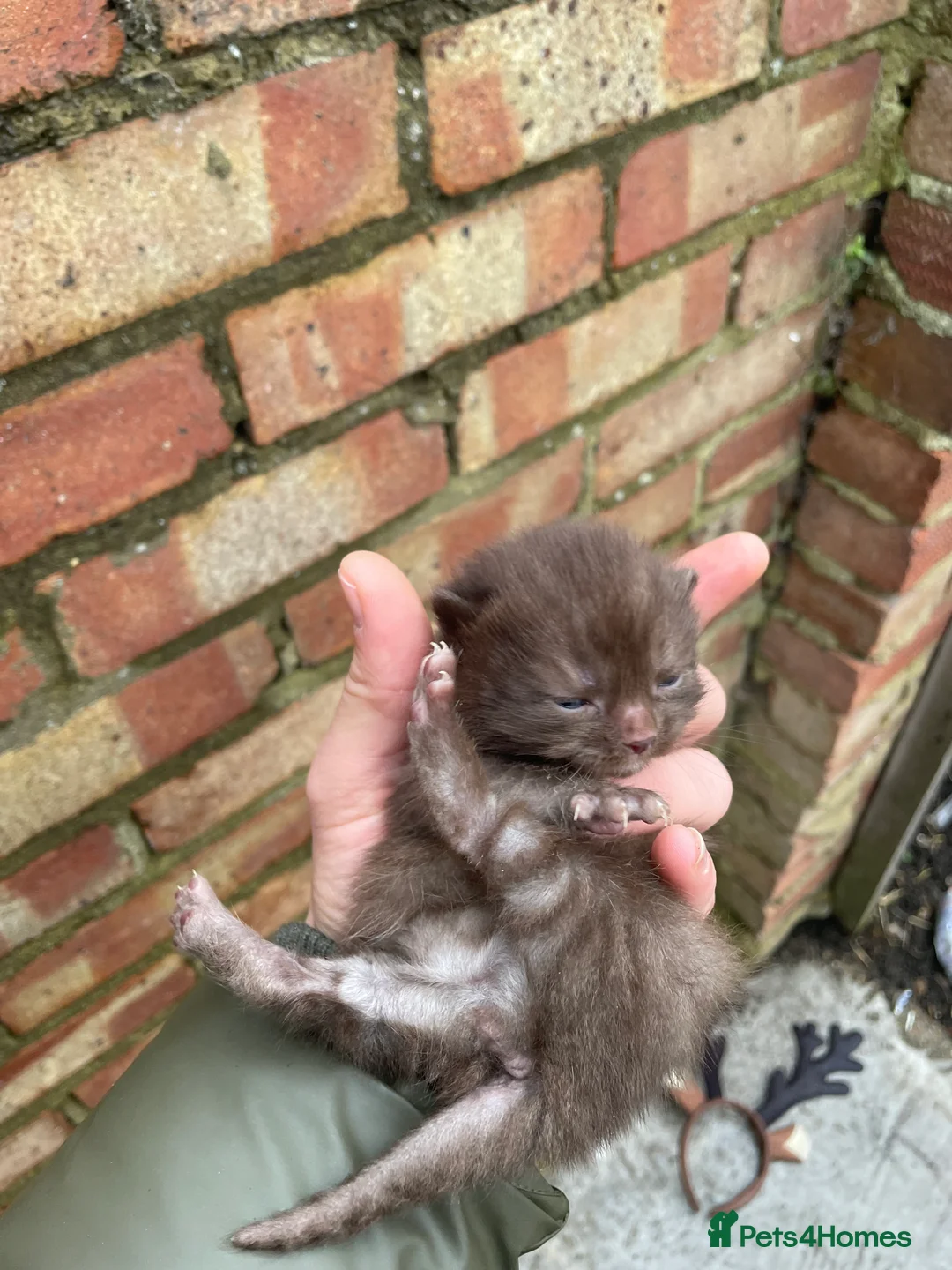 British Shorthair cats for sale: British Shorthair - Advert 9