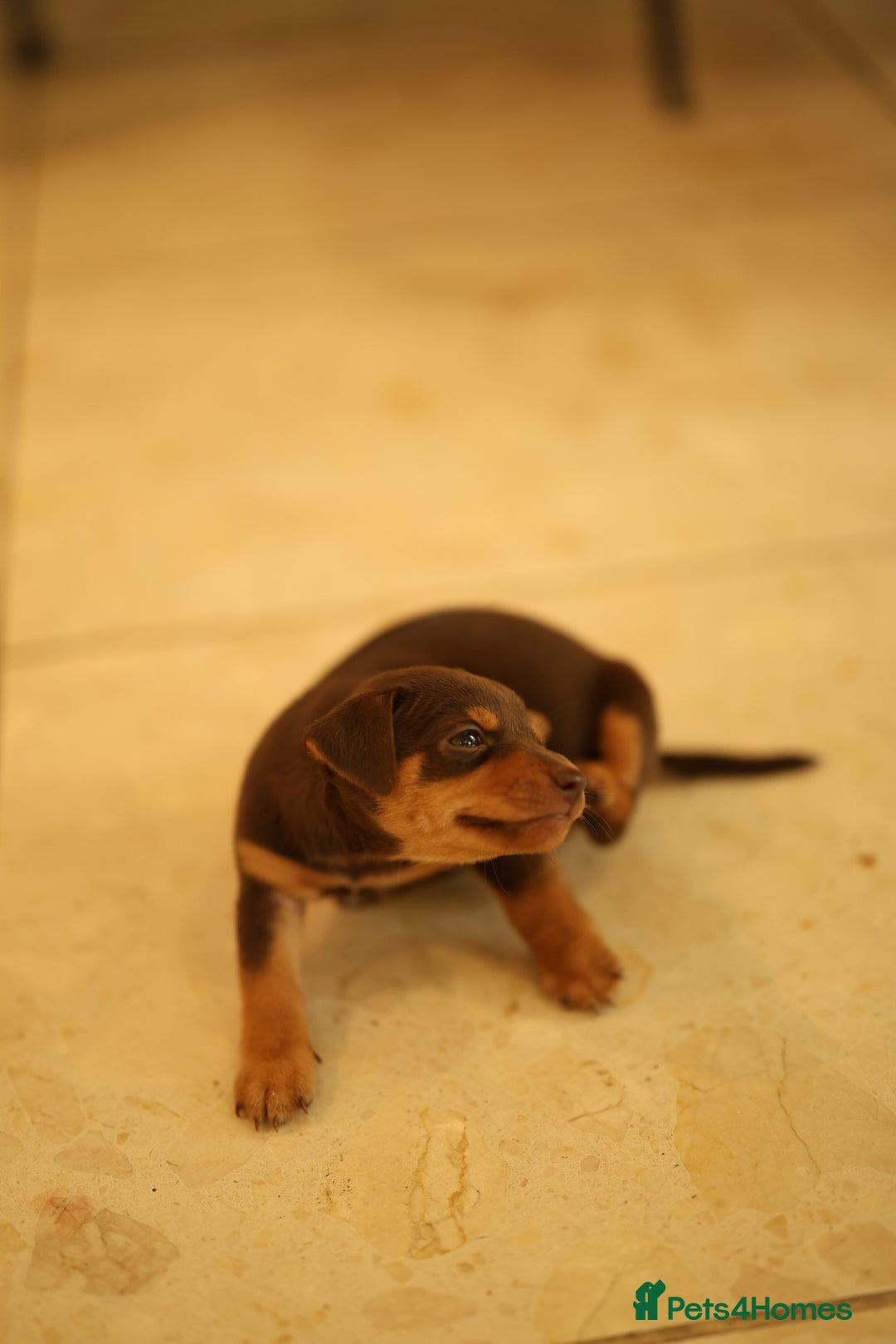 Jack Russell dogs for sale: Beautiful Jack Russell female puppies for sale - Advert 6