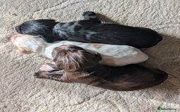 Cocker Spaniel dogs for sale: 🐾 Working Cocker Spaniel Puppies 🐾 - Image 2